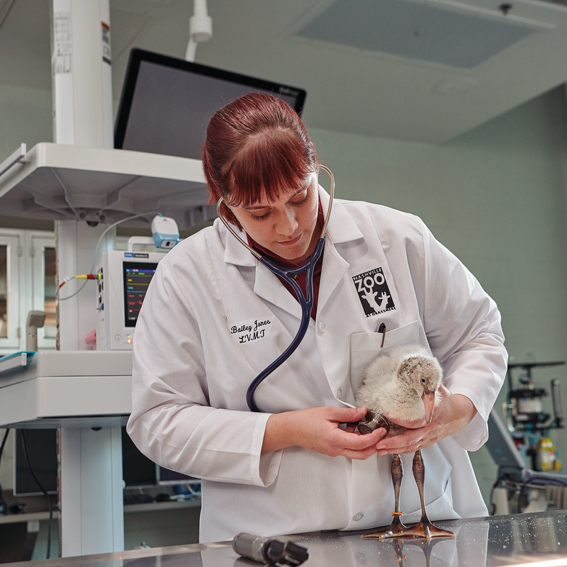Veterinary lab hotsell coats